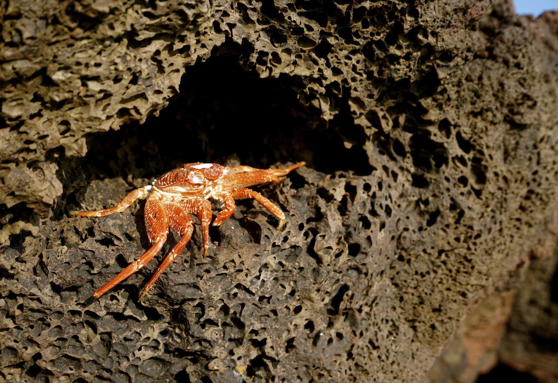 Crab - Hana Bound - Holo Holo Maui Tours